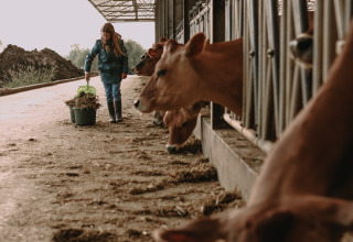 Una persona alimenta vacas en una granja de BoerenBed Hoeve den Overdraght, parque vacacional en Flandes Occidental, Bélgica.