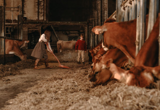 Kinder helfen im Stall bei BoerenBed Hoeve den Overdraght in Westflandern, Belgien, mit Kühen.