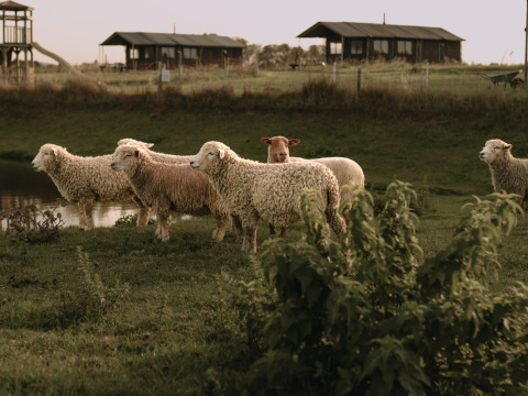 En flok får græsser ved en dam med feriehytter bagved, taget på BoerenBed Hoeve den Overdraght i Belgien.