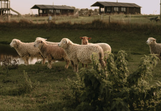 Een kudde schapen graast bij een vijver met vakantiehuisjes op de achtergrond bij BoerenBed Hoeve den Overdraght.