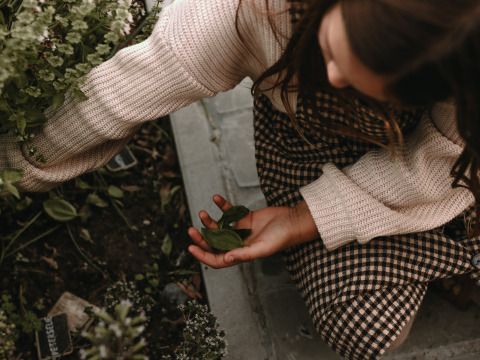 Ein Kind mit Strickpullover pflückt frische Kräuter im Garten bei BoerenBed Hoeve den Overdraght, Westflandern.