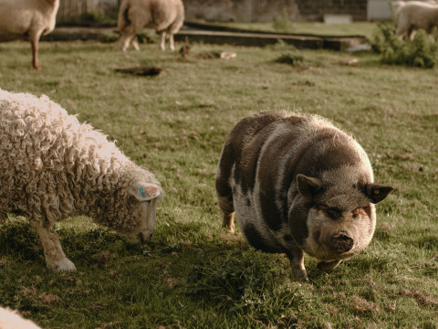 Ein Schaf und ein schwarz-weißes Schwein grasen gemeinsam auf einer Wiese im BoerenBed Hoeve den Overdraght.