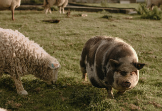 Een schaap en een zwartgevlekte varken grazen samen in het gras bij BoerenBed Hoeve den Overdraght in West-Vlaanderen.