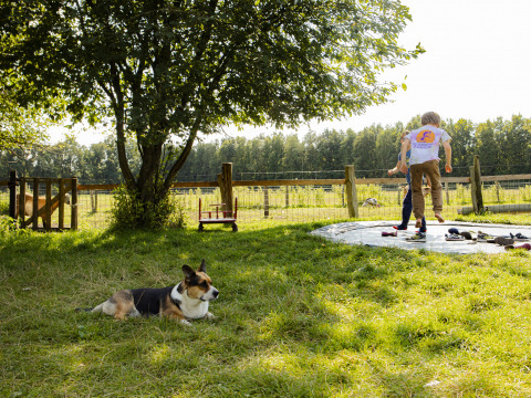 Niños juegan en el césped junto a una lona de salto mientras un perro descansa bajo árboles en BoerenBed De Lange Weide.