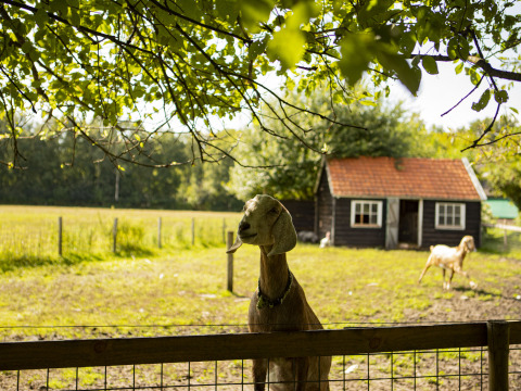 Chèvre devant une clôture sur une ferme ensoleillée à Drenthe, Pays-Bas, grange et chèvres en arrière-plan.