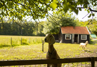 Chèvre devant une clôture sur une ferme ensoleillée à Drenthe, Pays-Bas, grange et chèvres en arrière-plan.