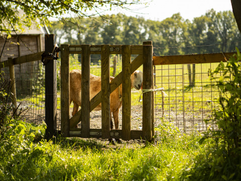 A goat stands behind a wooden gate on a sunny farm at BoerenBed De Lange Weide holiday park in Drenthe, Netherlands.
