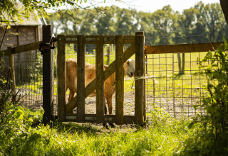 Une chèvre se tient derrière une barrière en bois à BoerenBed De Lange Weide, parc de vacances à Drenthe, Pays-Bas.