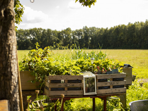Bacs surélevés remplis de plantes vertes à BoerenBed De Lange Weide, Drenthe, Pays-Bas.