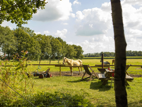 Blick auf ein Feld mit Pferden im Ferienpark BoerenBed De Lange Weide in Drenthe, Niederlande, bei Sonnenschein.