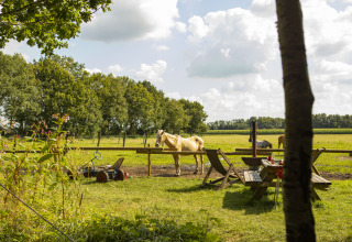 Vue d’un champ avec des chevaux au parc de vacances BoerenBed De Lange Weide à Drenthe, Pays-Bas, par beau temps.