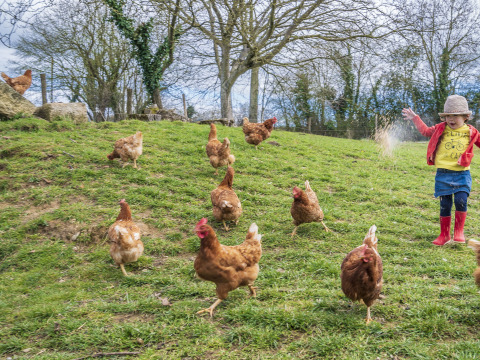 Un bambino nutre galline ruspanti su una collina verde al BoerenBed L'Étable des Mauges, Pays de la Loire, Francia.
