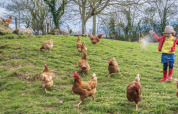 Ein Kind füttert freilaufende Hühner auf einer grünen Wiese im BoerenBed L'Étable des Mauges, Frankreich.