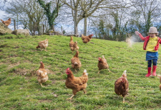 Un bambino nutre galline ruspanti su una collina verde al BoerenBed L'Étable des Mauges, Pays de la Loire, Francia.