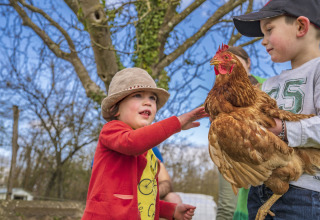 Twee kinderen aaien een kip buiten bij BoerenBed L'Étable des Mauges en Anjou, Pays de la Loire, Frankrijk.