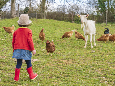 Un bambino con stivali rossi osserva galline e una capra sull'erba a BoerenBed L'Étable des Mauges.