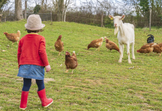 Un bambino con stivali rossi osserva galline e una capra sull'erba a BoerenBed L'Étable des Mauges.