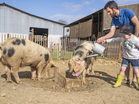 Un homme et un enfant nourrissent des cochons à BoerenBed L'Étable des Mauges en Anjou, Pays de la Loire, France.