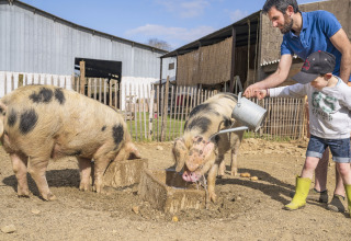 Man and child feeding pigs at BoerenBed L'Étable des Mauges en Anjou holiday park in Pays de la Loire, France.