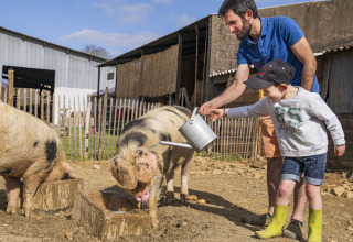 Un uomo e un bambino danno da mangiare ai maiali a BoerenBed L'Étable des Mauges en Anjou, in Francia.