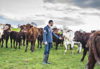 Man in een weide tussen bruine en witte koeien bij BoerenBed L'Étable des Mauges en Anjou, Frankrijk.