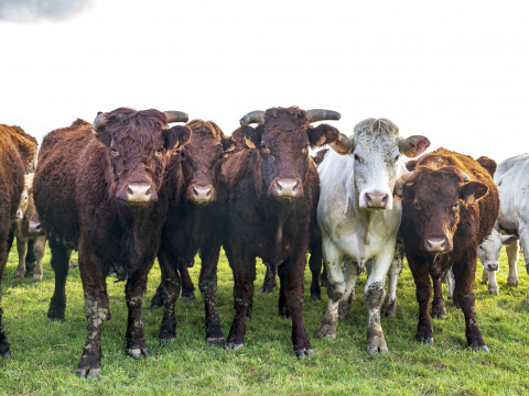 Een kudde bruine en witte koeien in het gras bij BoerenBed L'Étable des Mauges en Anjou, Pays de la Loire.