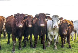 Un gruppo di mucche marroni e bianche in un prato a BoerenBed L'Étable des Mauges en Anjou, Pays de la Loire.