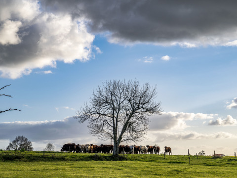 Een groep koeien staat samen onder een kale boom op een grasveld onder dreigende wolken in Pays de la Loire, Frankrijk.