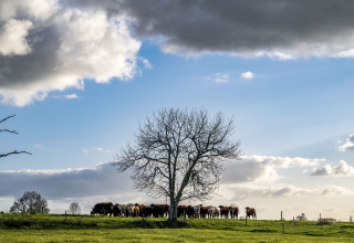 Un gruppo di mucche si raduna sotto un albero spoglio su un prato verde sotto nuvole drammatiche in Pays de la Loire, Francia.