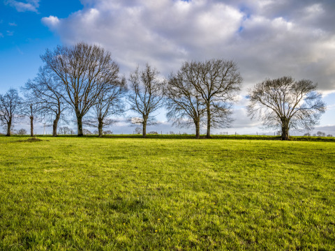 Groene wei met kale bomen en bewolkte lucht bij BoerenBed L'Étable des Mauges en Anjou, Frankrijk.