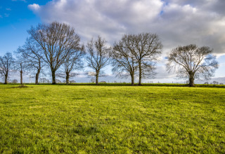 Groene wei met kale bomen en bewolkte lucht bij BoerenBed L'Étable des Mauges en Anjou, Frankrijk.