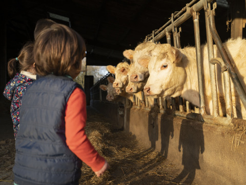 Kinderen bekijken koeien in een stal bij BoerenBed L'Étable des Mauges en Anjou, Pays de la Loire, Frankrijk.