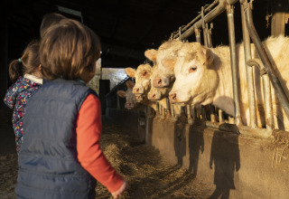 Bambini osservano le mucche in una stalla a BoerenBed L'Étable des Mauges en Anjou, Pays de la Loire.