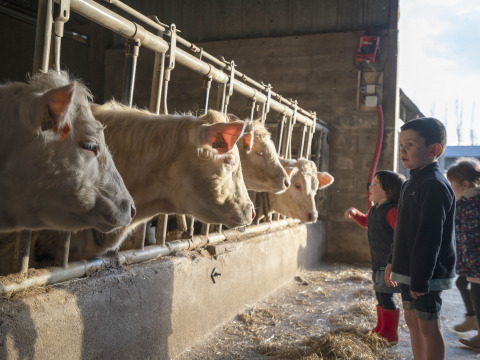 Bambini osservano mucche bianche in una stalla a BoerenBed L'Étable des Mauges en Anjou, Pays de la Loire, Francia.