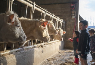 Bambini osservano mucche bianche in una stalla a BoerenBed L'Étable des Mauges en Anjou, Pays de la Loire, Francia.
