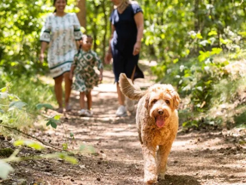 Familie og hund nyder en gåtur i skoven under solskin, et højdepunkt i Holiday park Molenvelden.