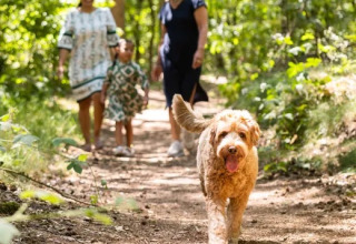 Familie og hund nyder en gåtur i skoven under solskin, et højdepunkt i Holiday park Molenvelden.