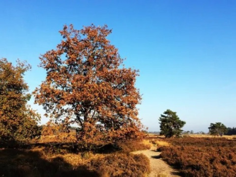 Paesaggio autunnale vicino a Veldhoven, Brabante Settentrionale, Paesi Bassi, con grande albero e cielo blu.