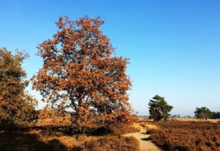 Efterårslandskab nær Veldhoven i Nordbrabant, Holland, med en stor træ og blå himmel i baggrunden.