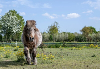 Een harige pony staat in een bloemenweide nabij Twijzel, Friesland, Nederland, onder een blauwe lucht.
