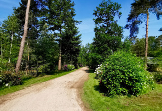 Grindweg omgeven door hoge bomen en groen gras onder een blauwe lucht bij Outdoors Holten, Overijssel.