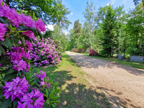 Een zonnig grindpad met bloeiende struiken en bomen nabij Holten, Overijssel, Nederland.