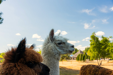 Twee alpaca’s staan buiten bij een glampingverblijf in de zon, met bomen en huisjes op de achtergrond.