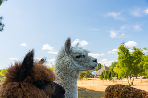 Two alpacas stand outdoors in sunny weather at a glamping accommodation, with trees and cabins behind them.