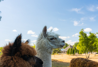 Two alpacas stand outdoors in sunny weather at a glamping accommodation, with trees and cabins behind them.