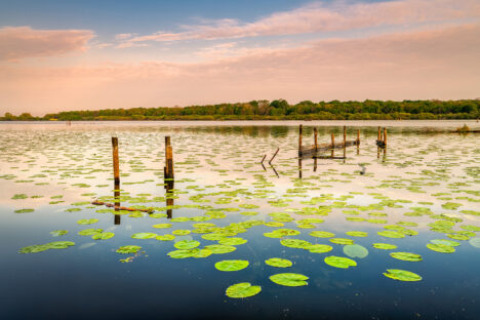 Foto di un lago con ninfee e vecchi pali al Camping «les Rives de Grand Lieu» nella regione Pays de la Loire, Francia.