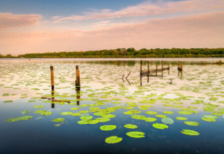 Foto di un lago con ninfee e vecchi pali al Camping «les Rives de Grand Lieu» nella regione Pays de la Loire, Francia.