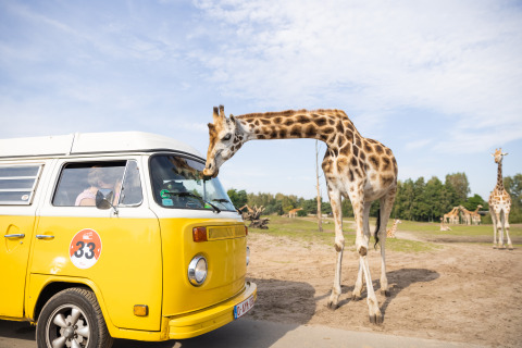 A giraffe leans into the window of a yellow van near a nature lodge, with other giraffes in the background.