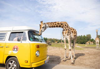 A giraffe leans into the window of a yellow van near a nature lodge, with other giraffes in the background.