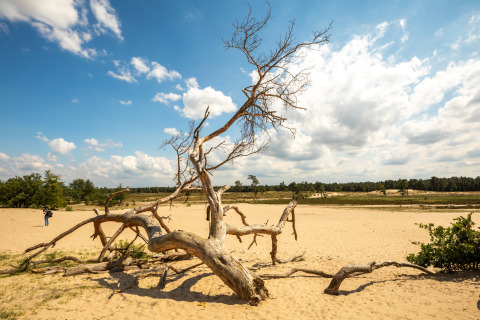 View of a dry sandy plain with a dead tree in the center under a partly cloudy sky near a lodge.